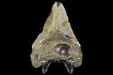 Bargain, Fossil Megalodon Tooth - North Carolina #91633-2